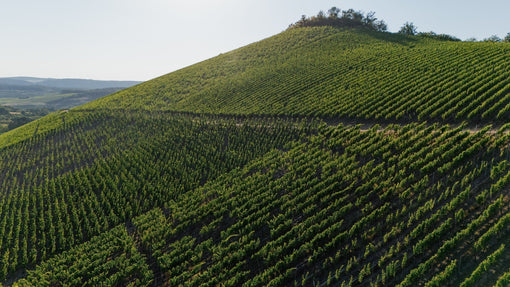VDP.GROSSE LAGE® SCHARZHOFBERGER