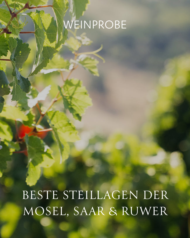WEINPROBE - Beste Steillagen der Mosel, Saar & Ruwer